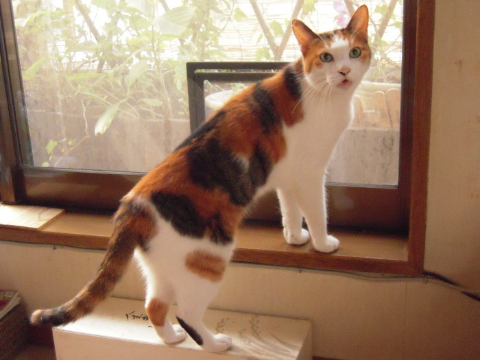 「ここを開けてって言ってるでしょ!」ちびちゃんは命令口調でベランダに出る窓を開けろと要求していたが、朝早い時間でまた外の猫と口げんかされては困るので、「もう少し後で」と説得中(祐子さん提供)