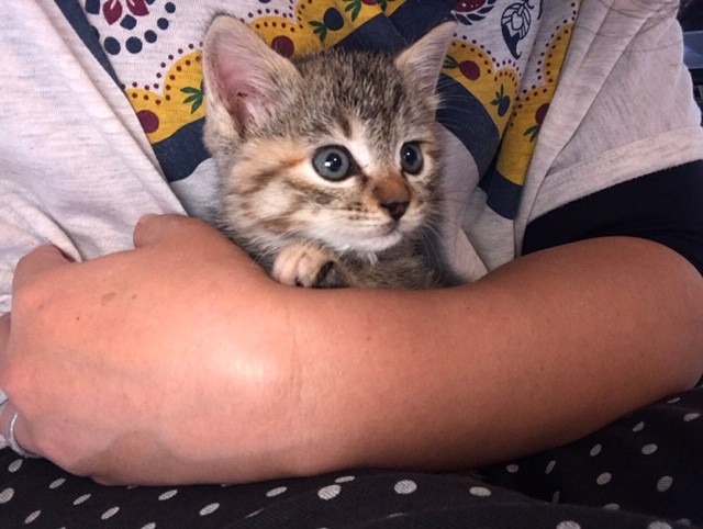 桜大くんが裏庭で保護したばかりのあずきちゃん(加藤達也さん提供)