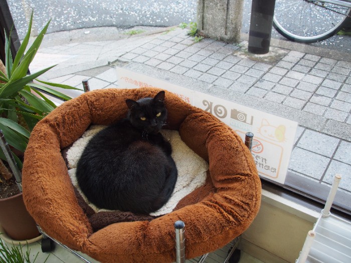 別格の小梅姐さん。通りに面した特等席が定位置