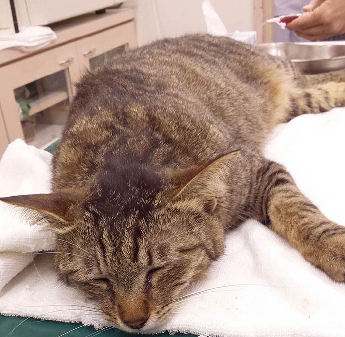 保護して間もない頃。推定約4歳(木川昌彦さん提供)