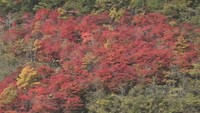 新見・三室峡で紅葉が見頃 岡山
