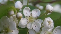 かつては鎌の柄にも使用 硬さ誇る木材代表「カマツカ」が咲かせる可憐な花 岡山市