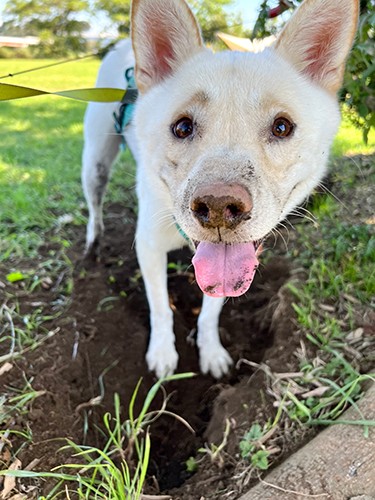 絵に描いたような泥だらけの顔