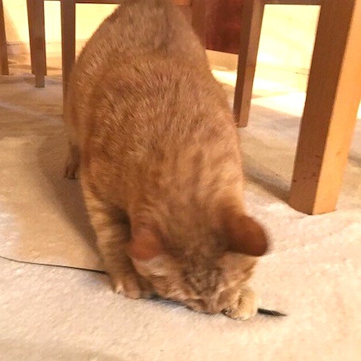 両手で押さえて、カジカジ