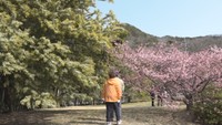 丘の上で河津桜とミモザが競演 3月下旬まで見頃 香川・小豆島町