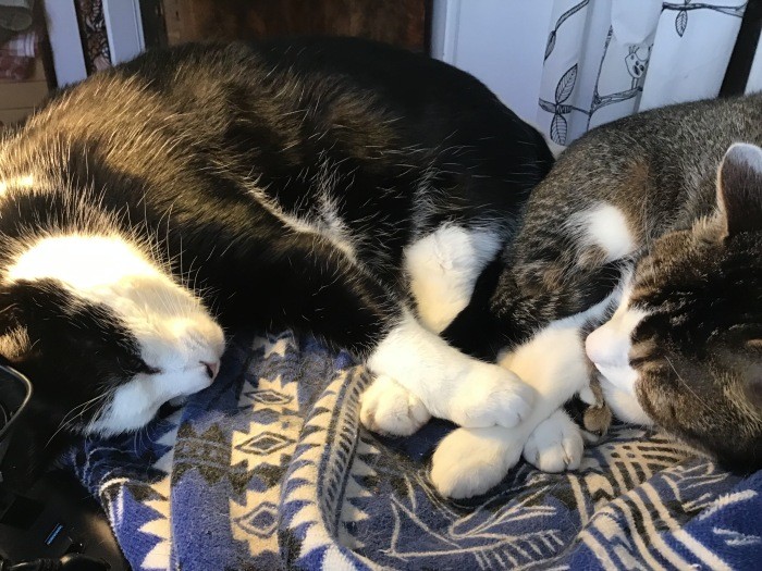 亡くなる少し前、めったにジャスパーくんと寄り添って寝なかったのに一緒に寝ていた姿を見て、お別れを言ったのかなと感じた(文さん提供)