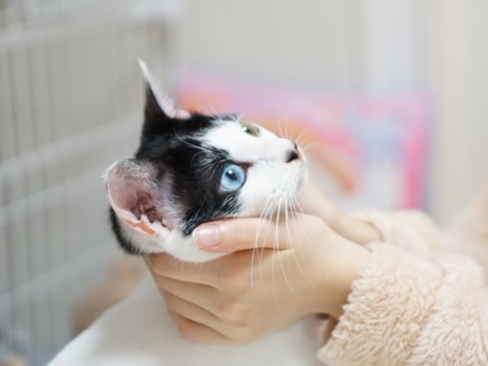 ちはるさんを見つめる「ひなこ」