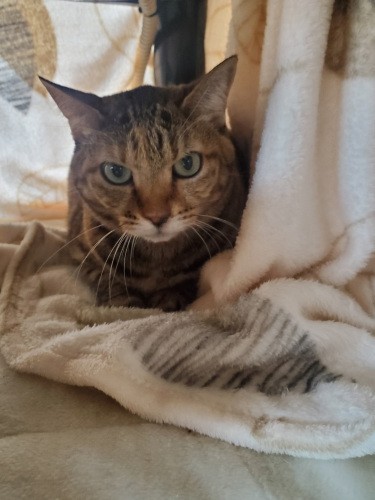 コタツの中にいたモモは10歳。美香さんの長女が仕事に行く時に乗った車のエンジンルームに入り込んでいた。鳴き声がしたので慌てて確認、家に引き返し保護。そのまま飼うことにしたという