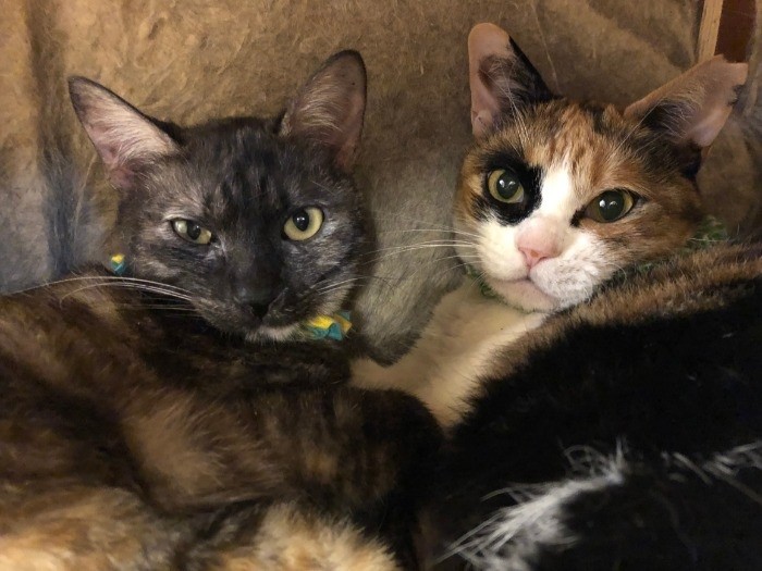 保護猫カフェにいた時(左)(ねこかつ提供)