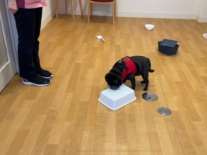 ノーズワークに取り組むモモちゃん(南さん提供)