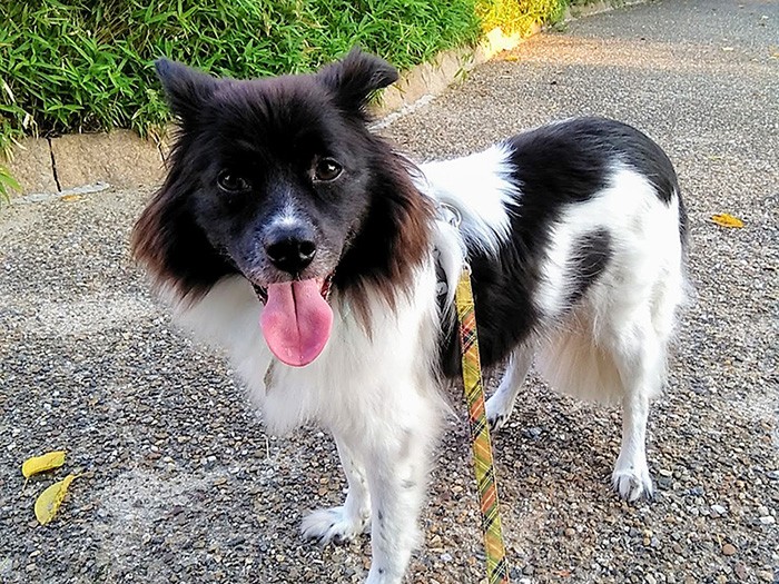 黒い顔が個性的