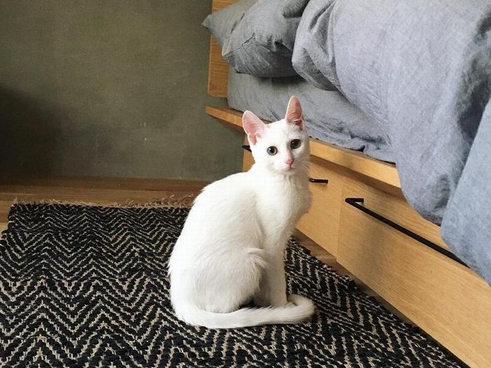 片岡家に来た頃のシピちゃん