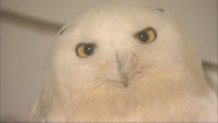 倉敷市の白壁にちなんだ「しらかべ動物園」 白ヘビに白フクロウなど、白い生き物がデパートに大集合