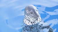 四国水族館にアザラシ “ひょっこり”かわいい2頭が仲間入り 香川・宇多津町