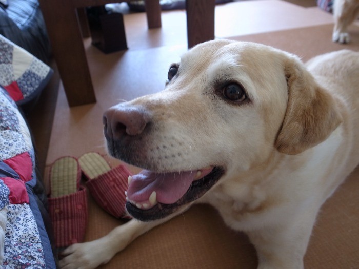 ご機嫌さんです