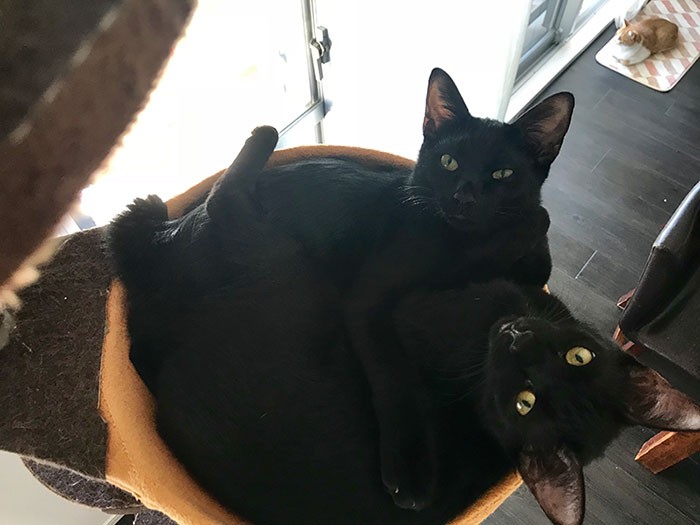 双子みたいだけど、性格は正反対なゴメズとフェスター