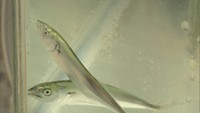 漁獲量回復を目指して 香川・さぬき市でサワラの稚魚を放流