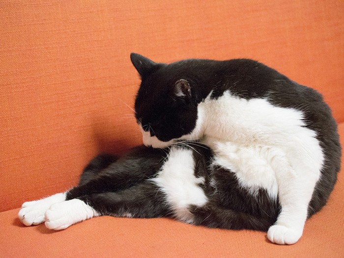 「白いパンツをはいてるんじゃないよ」(小林写函撮影)
