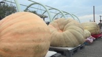 カボチャの重さ日本一を競う「どでカボチャ大会」 494.2kgで千葉県の鈴木さんが2年連続優勝! 香川・小豆島