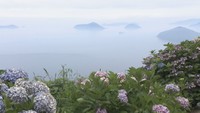 幻想的な景色を楽しめる紫雲出山でアジサイが見頃 夏にはドライフラワーに 香川・三豊市
