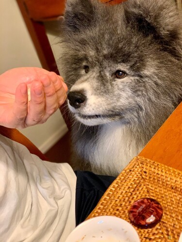 いわしの削り節をかけたごはんが大好きで、お父さんからもらえてさらにうれしい