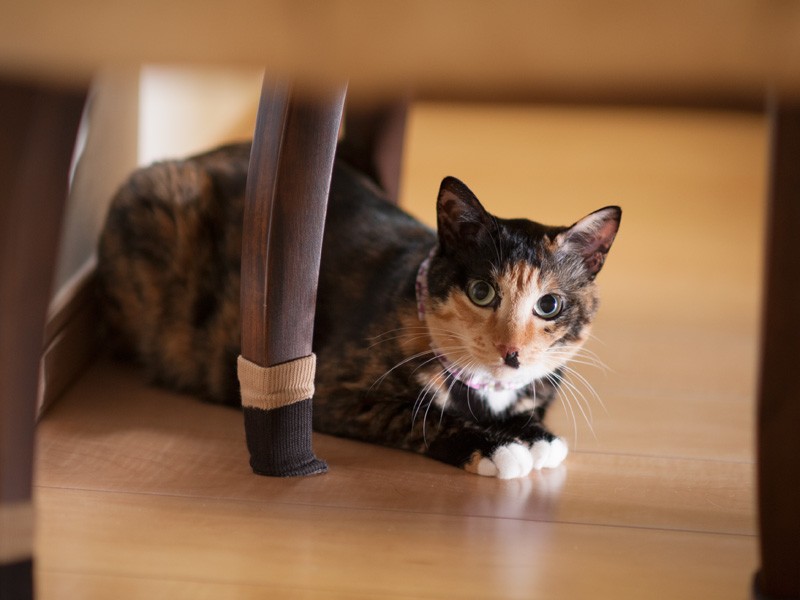 「うちのイスは靴下履いてるの。私のは先が白いのよ」(小林写函撮影)