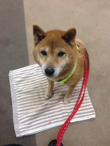 どこでもタオルなどを敷けば座ってくれる