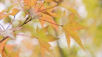 「なぜ秋に紅葉する?」「樹木により色が異なる理由は?」植物の専門家に聞いてみた 岡山【みんなのハテナ】
