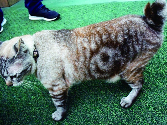 嘉数商会(那覇市牧志3-6-41)のキッチー