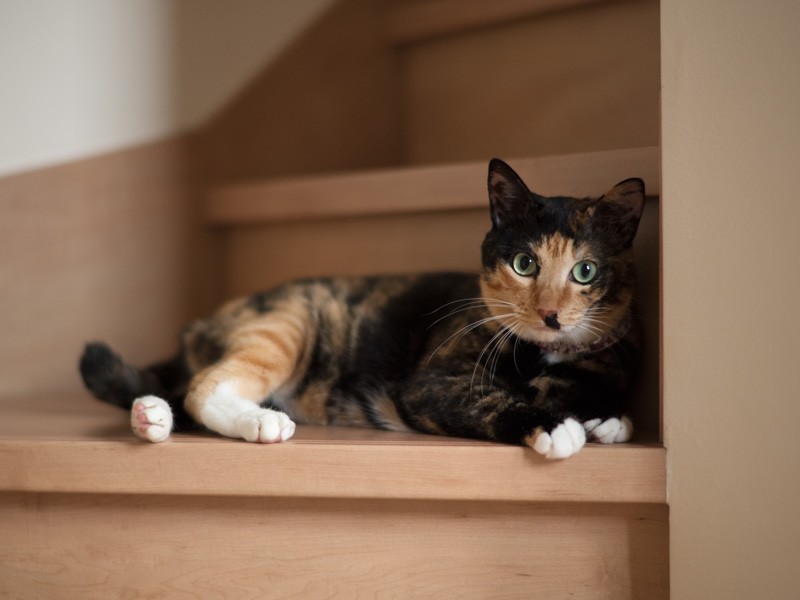 「こんにちはシェリよ。すてきな名前でしょ。お兄ちゃんがつけてくれたの」(小林写函撮影)