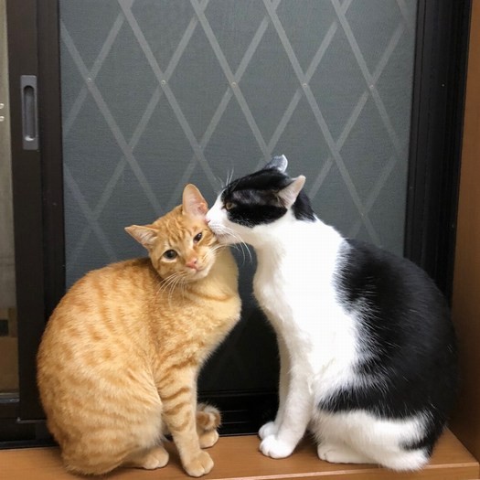 サスケくん(左)をグルーミングする先住猫ひたちくん