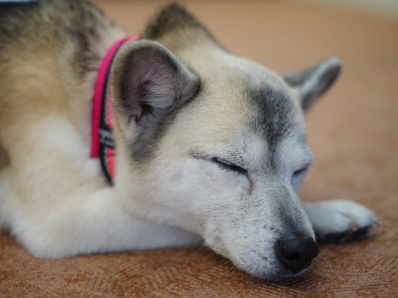 相談室で眠るすな