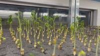 「苦みがおいしい」高麗人参スプラウト 作っているのは「お茶」農家 特産品目指し試食会 香川・三豊市