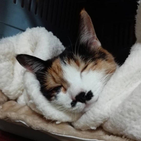 モフモフにくるまっていい気持ちだにゃ