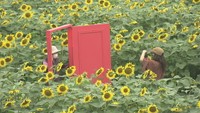 ヒマワリ約2000本が満開 種をまいた小学生38人が見学に 香川・まんのう町