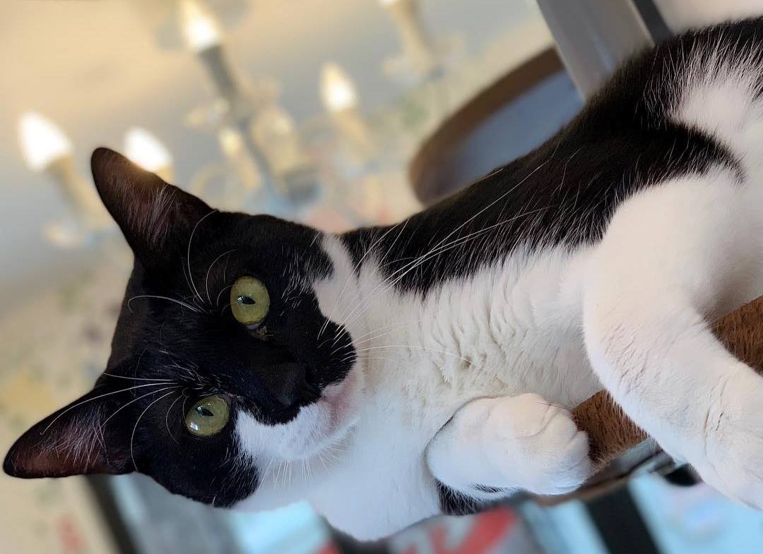 卒業生のスカイ君(猫の館ME提供)