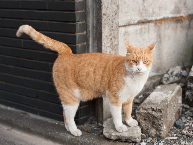 「また遊びに来てね」(小林写函撮影)
