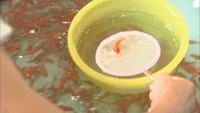 生存率を左右するのは「最初の夜」 縁日の金魚を死なせないコツを専門家が伝授
