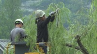 倉敷美観地区で柳の剪定 風通しを良くし病害虫を付きにくく 岡山