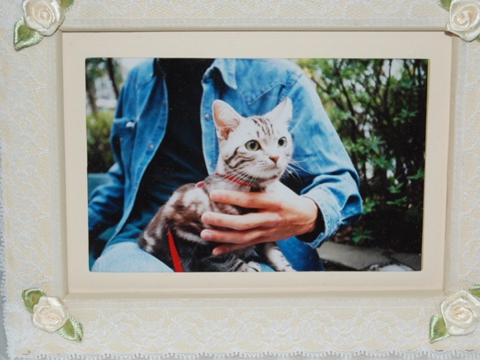 20代の頃、鶴田さんを励ました思い出の猫シエスタ(提供写真)