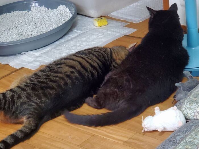 イヌオのお気に入りの台の近くに低めトイレを。関節炎でふんばれず、失敗も増えました。「僕のトイレは他に二つあるし、失敗しても気にしないよBy はっぴー」