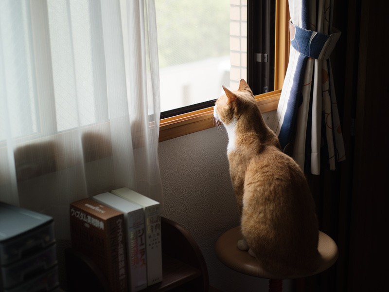 「もういちど外に出たらアジフライ食べられるかな」(小林写函撮影)