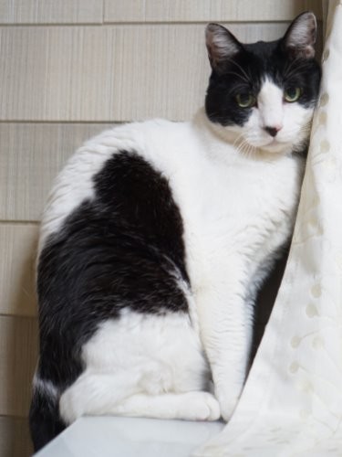 ポーズを決める、イケメン福来太郎