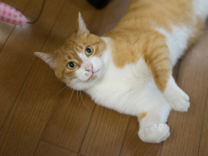 「遊ぶときも怠惰に転がる。ジャンプはもう無理」(小林写函撮影)