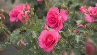 何種類ある?とげがない品種は? バラにまつわる疑問【みんなのハテナ】
