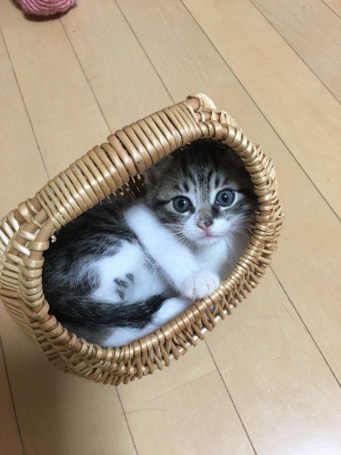 まるでぬいぐるみ