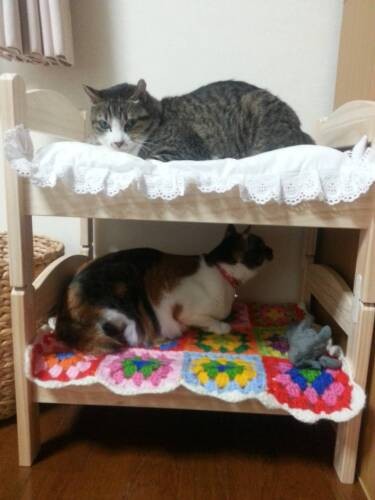 後輩のちっ玉ちゃん(下)と二段ベッドでスヤスヤ