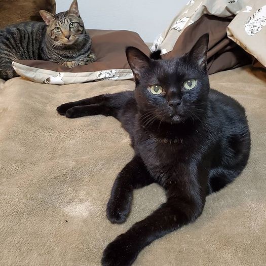 おっちょこちょいなママオ一家ですが、これからもよろしくお願いします