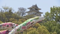 丸亀城のお堀で空を泳ぐ 地元の園児が作ったこいのぼり飾られる 香川