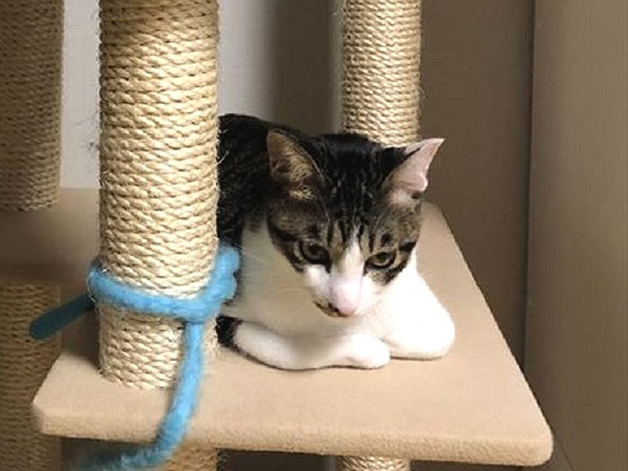 キャットタワーで遊ぶ雷蔵くん